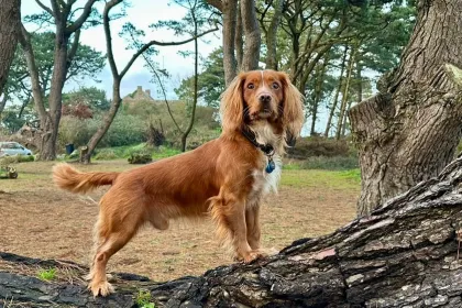 Shandy jigsaw puzzle