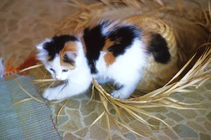 Cat in a Hat jigsaw puzzle