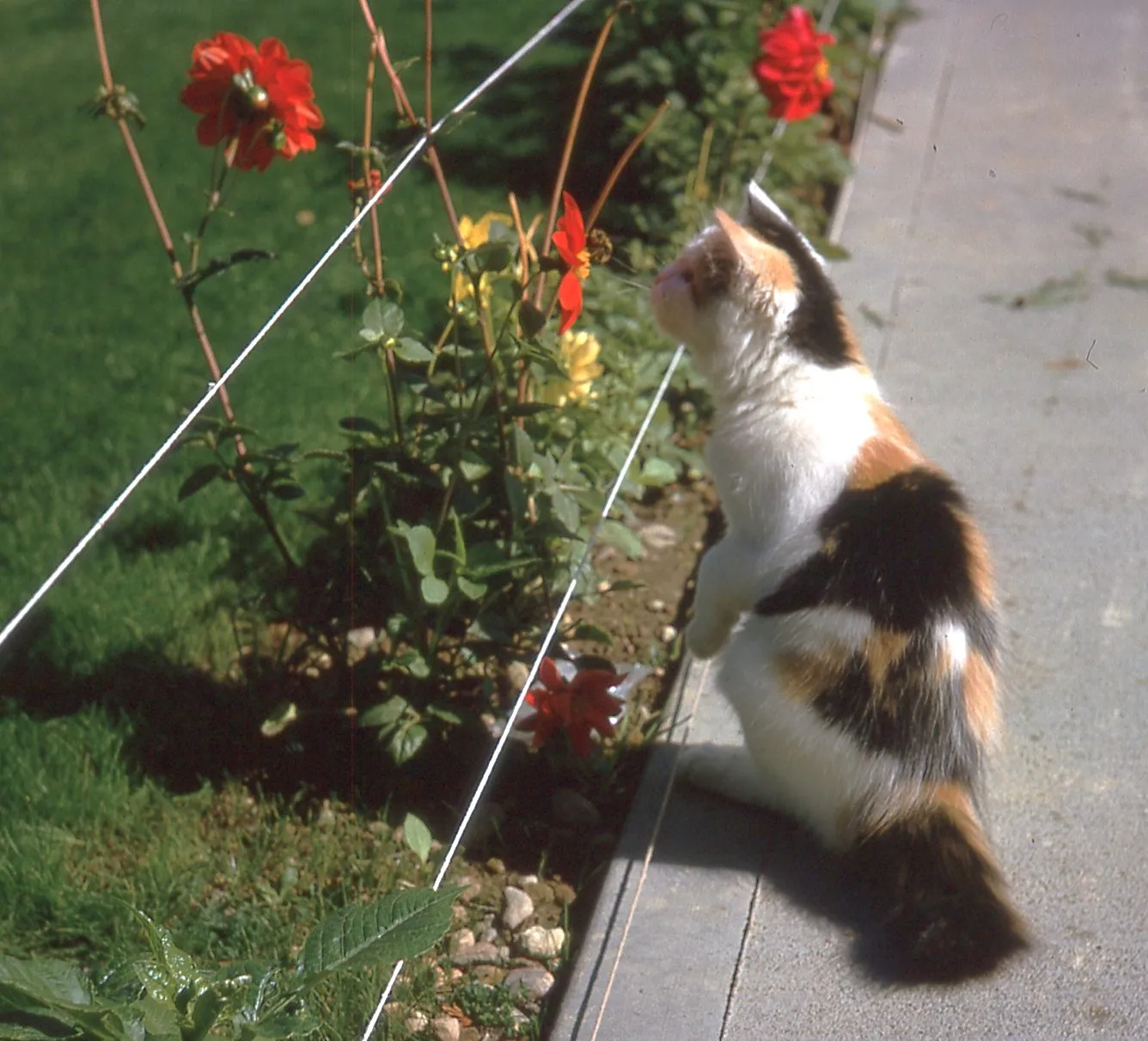 Flower Watching Cat