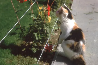 Flower Watching Cat jigsaw puzzle