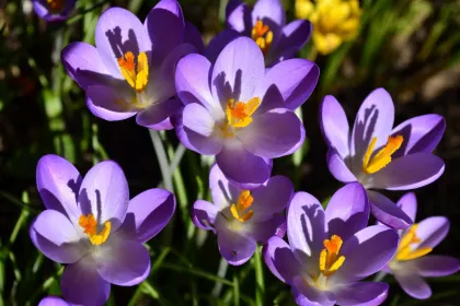 Crocus bed jigsaw puzzle