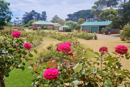 pink roses jigsaw puzzle