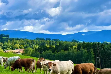 farming jigsaw puzzle