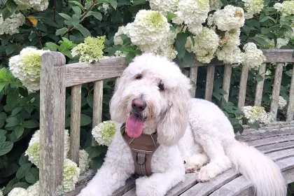 francis jigsaw puzzle