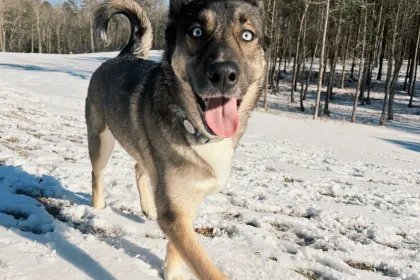 Kyzer Boy jigsaw puzzle