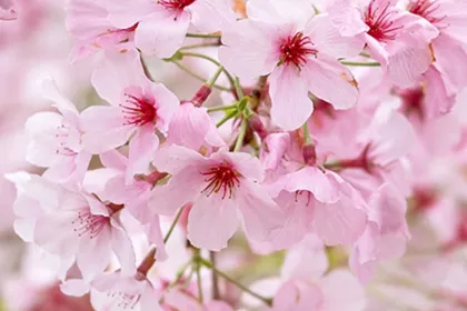 Cherry Blossoms jigsaw puzzle