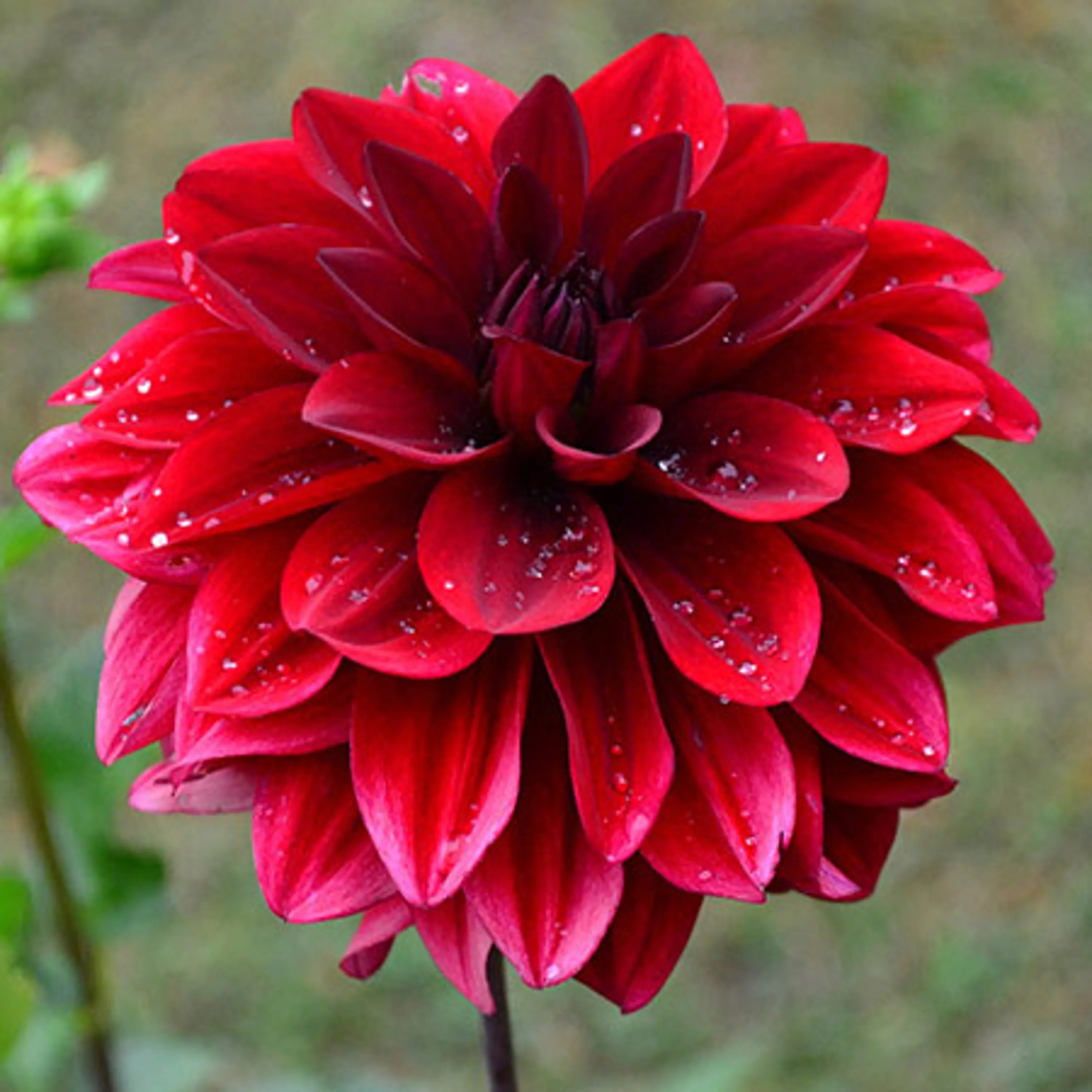 Dahlia Flower