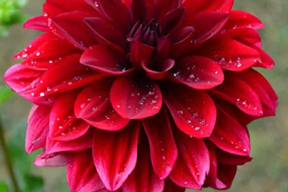Dahlia Flower jigsaw puzzle