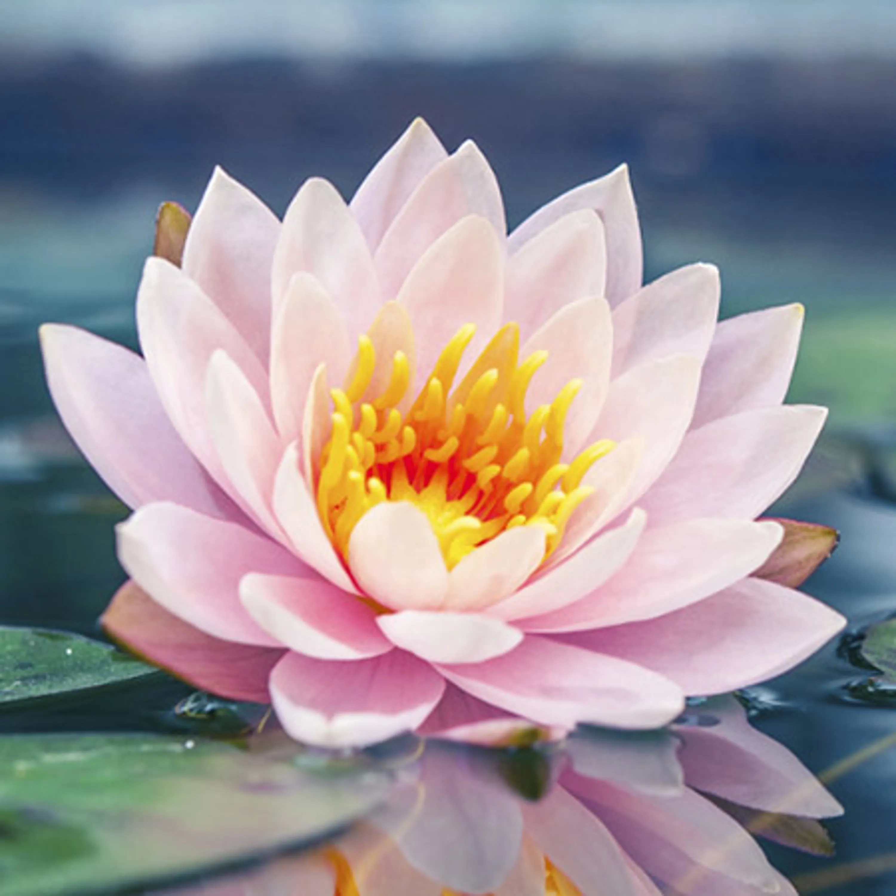 Lotus Flower