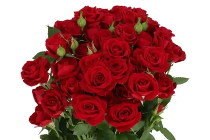 e.g. some roses jigsaw puzzle