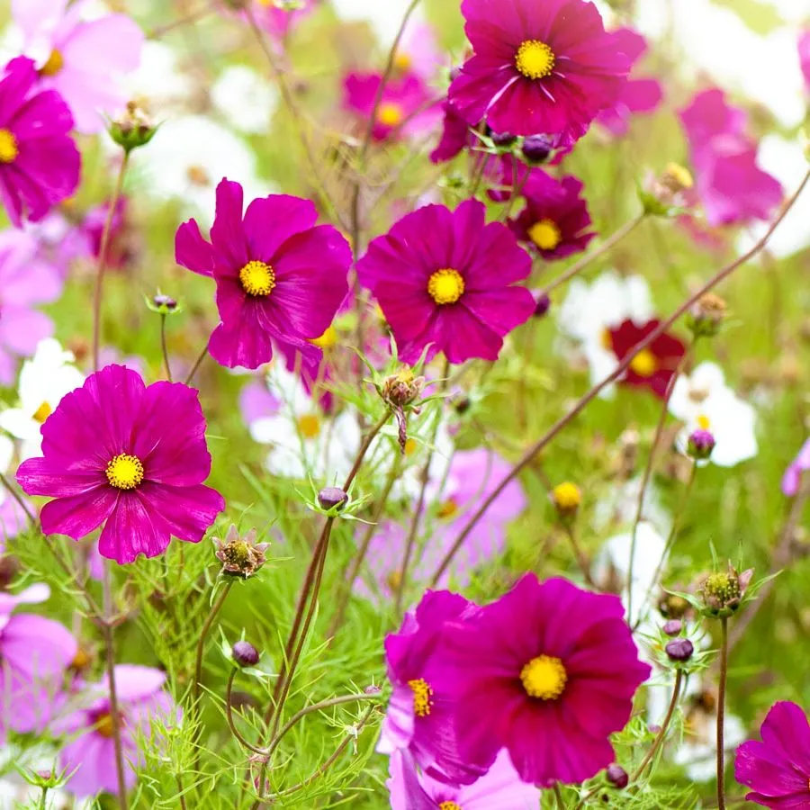 e.g. some more flowers