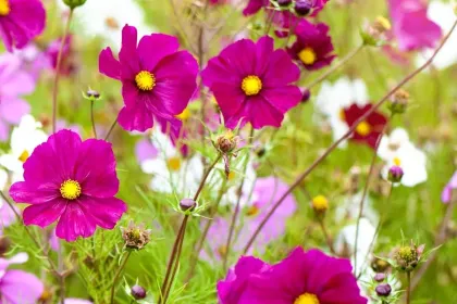 e.g. some more flowers jigsaw puzzle