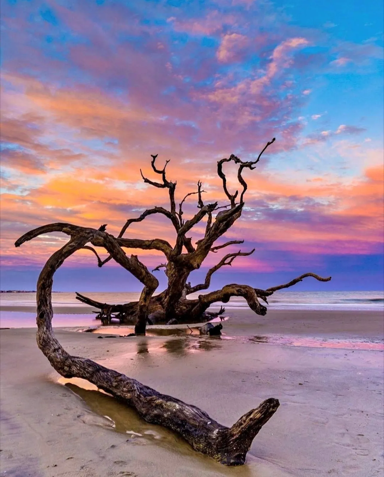 Driftwood