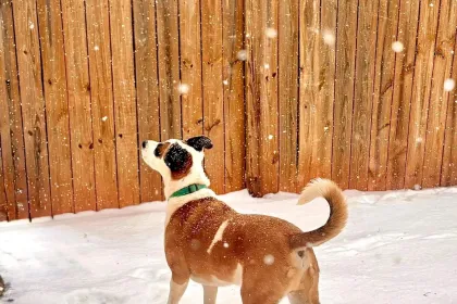 Dog in the Snow jigsaw puzzle