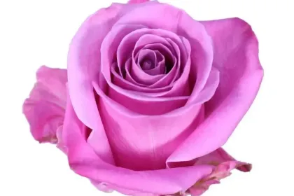 e.g. a nice beautiful purple ross jigsaw puzzle