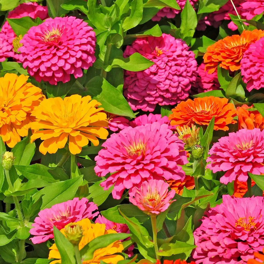 e.g. the last flowers for now