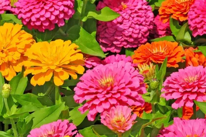 e.g. the last flowers for now jigsaw puzzle