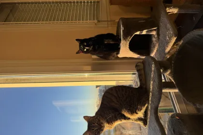 minous jigsaw puzzle