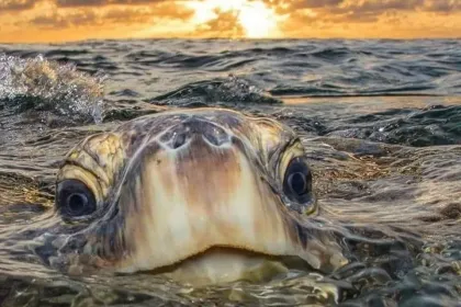 Ancient jigsaw puzzle