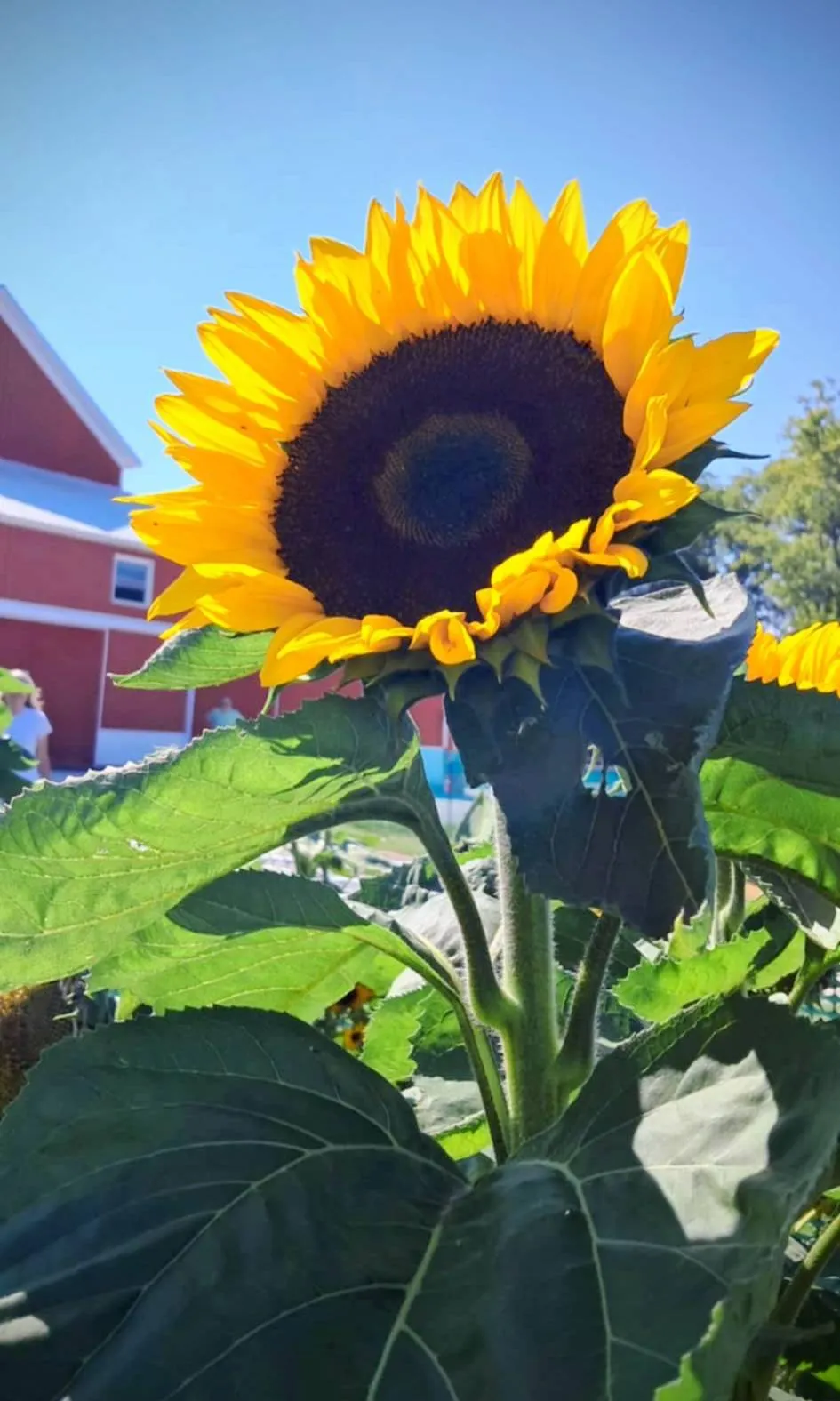 giant sunflower