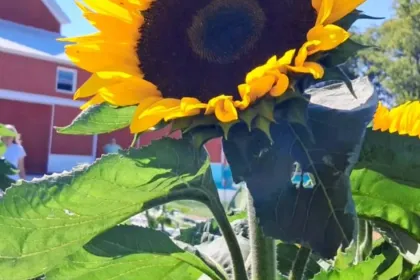 giant sunflower jigsaw puzzle