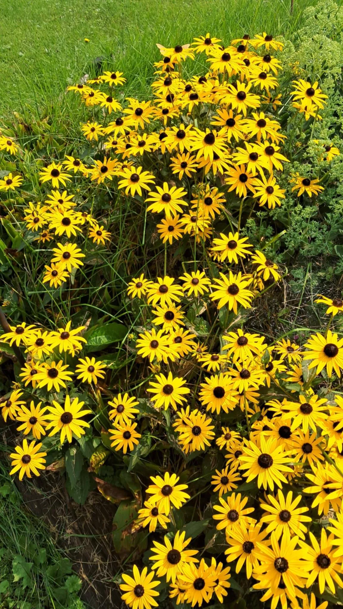 Black eyed Susans