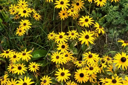 Black eyed Susans jigsaw puzzle