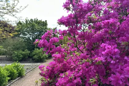 Up the garden path jigsaw puzzle