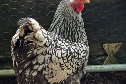 on the farm jigsaw puzzle