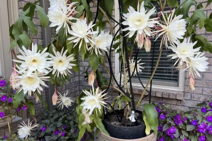 flowering pots jigsaw puzzle