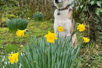 Spring time jigsaw puzzle
