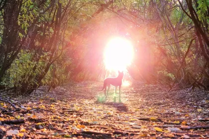 Fall Tunnel jigsaw puzzle