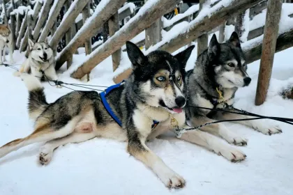 Resting jigsaw puzzle