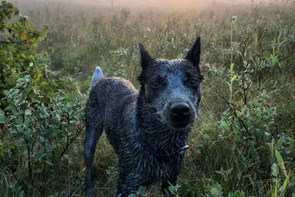 Dewy Morning jigsaw puzzle