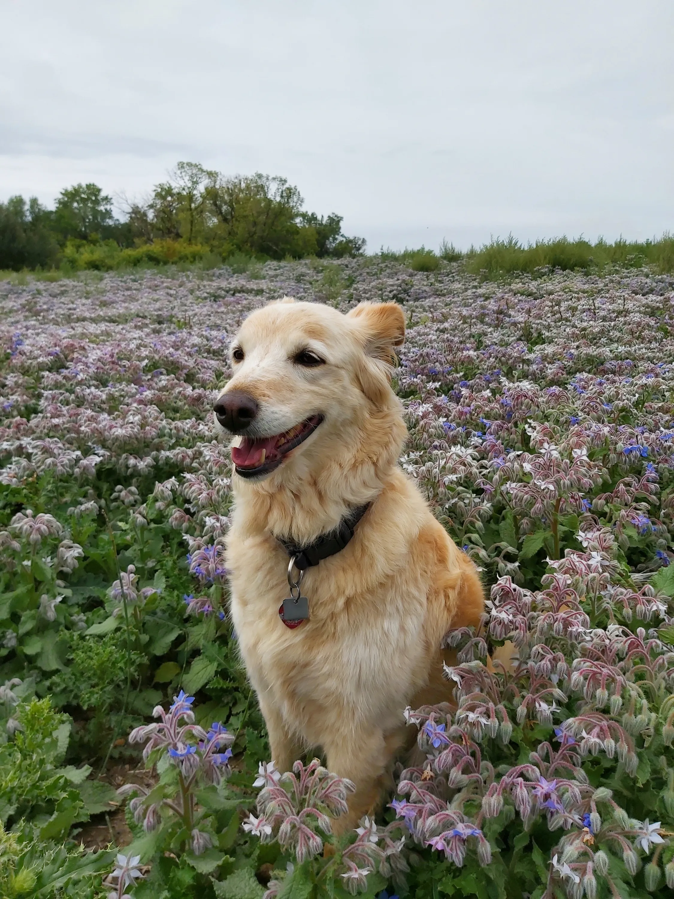 Rio among the Flowers