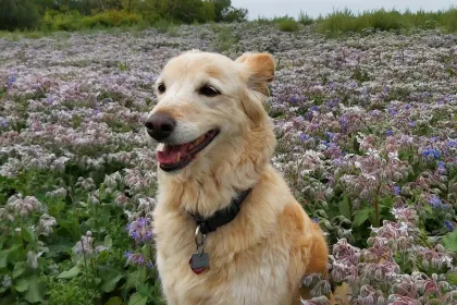 Rio among the Flowers jigsaw puzzle