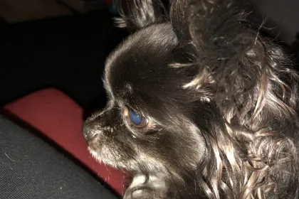 Bebelynda jigsaw puzzle