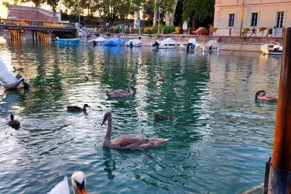 Swan lake jigsaw puzzle