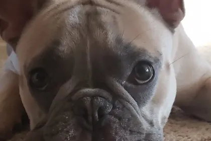 Frenchie jigsaw puzzle