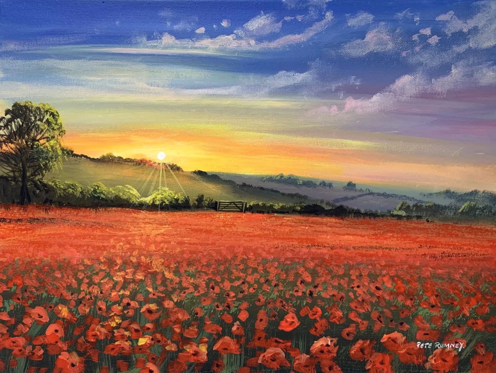 Poppy field