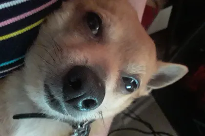 Starfox Love jigsaw puzzle