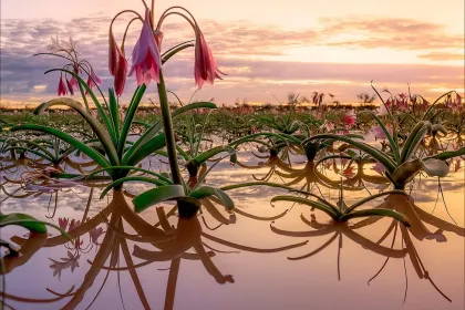 Reflection jigsaw puzzle