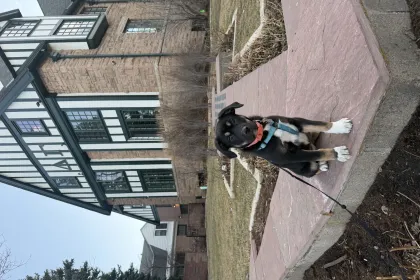 DG DOG jigsaw puzzle